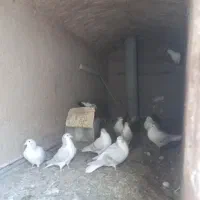 کفتر ساده|پرنده|بیرجند, |دیوار