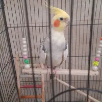 عروس هلندی نر