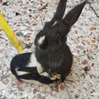 خرگوش کوچیک|موش و خرگوش|شوش, |دیوار