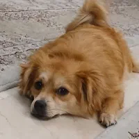 گمشده|حیوانات|تهران, مینیسیتی (شهرک نفت)|دیوار