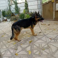 سگ نگهبانی|سگ|آرادان, |دیوار