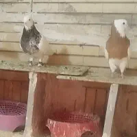جفت طوقی نر دورنگ و ماده زرد