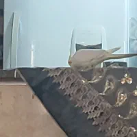 یک جفت عروس|پرنده|مشهد, شهید احمدی روشن|دیوار