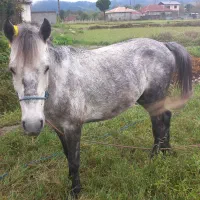 اسب|حیوانات مزرعه|احمدسرگوراب, |دیوار