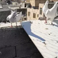 پلاکی اصل سفید|پرنده|سنندج, |دیوار