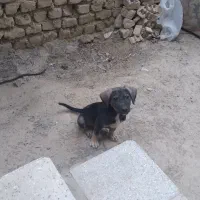 توله دوماهه