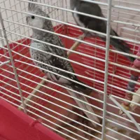 عروس هلندی|پرنده|بومهن, |دیوار