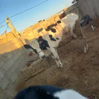 یک گاو شیرده و یک گوساله نر ۵ یا ۶ ماه