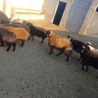 فروش بره چاق