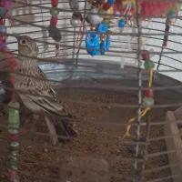 یک عدد سهرخاکی نر|پرنده|شاهین‌شهر, گرگاب|دیوار