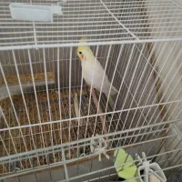 ساعت قدیمی قناری نر لیزارد و عروس هلندی نر