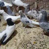 دوجفت سوردم سفید عروسک