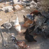 خروس ها فروشی هستن|حیوانات مزرعه|دهدشت, |دیوار