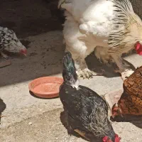 خروس میناتوری