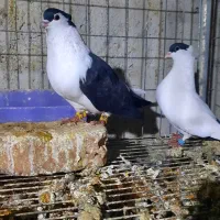 کبوتر خال دم تخت کاکل