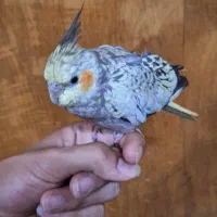 عروس هلندی اهلی بانمک