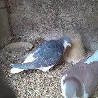 دمگیر ماده زره ای/سیاه پشت