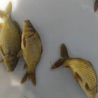 طلایی رنقره ای طعمه اردک|ماهی|اصفهان, فروردین|دیوار