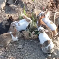 خرگوش|موش و خرگوش|هیرمند, |دیوار