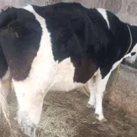 دوتا گاو با گوساله نه ماهه|حیوانات مزرعه|پلدشت, |دیوار