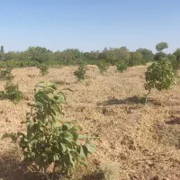 زمین کشاورزی شخم زده شده است و قیمت مناسب