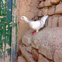 کبوتر|پرنده|آشخانه, |دیوار