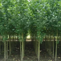 صنوبر رایانه ای فقط 20تومن سه متری در نهالستان|خدمات باغبانی و درختکاری|مشهد, سناباد|دیوار