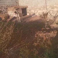 سگ سرابی یک ساله|سگ|بستان آباد, |دیوار