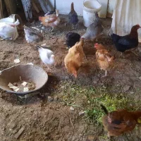 تعدادی   مرغ   و خروس