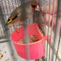 سهره  قناری  سهره