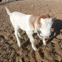 بزغاله نر و ماده|حیوانات مزرعه|سبزوار, قصبه شرقی|دیوار