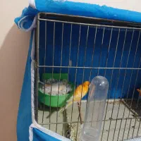 قناری پاجفتی