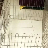 پارک سگ بچه گربه خرگوش