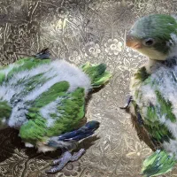 فروش ۲ عدد جوجه طوطی راهب سبز سرلاکی