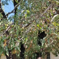 زمین روستای وشنوه