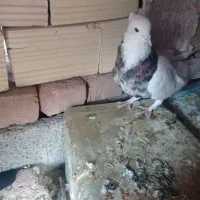 طوق هفت رنگ|پرنده|بیرجند, |دیوار