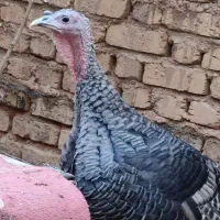 بوقلمون،خروس محلی،مرغ و خروس سلطان|حیوانات مزرعه|شیراز, شهرک قمشه|دیوار