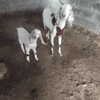 بز وکره|حیوانات مزرعه|جیرفت, |دیوار