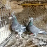 کفترزاجر|پرنده|یزد, |دیوار