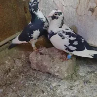 پلنگ سیاه افشون سیاه