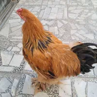 خروس امپراطور نژاد اصیل|حیوانات مزرعه|بابلسر, |دیوار