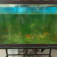 آکواریوم ده میل بزرگ سالم و درجه یک