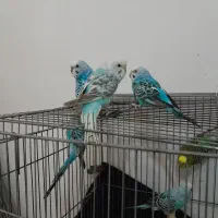 سه عدد مرغ عشق زیبا|پرنده|خوی, |دیوار