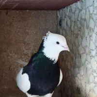 کبوتر رنگی|پرنده|مهر, |دیوار