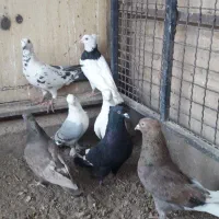 ۷تا کفتر فروشی