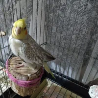 فروش عروس هلندی نرو ماده|پرنده|ری, ظهیرآباد|دیوار