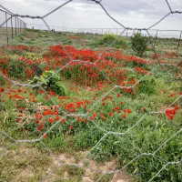 خانه-ویلایی