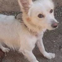 واگزاری سگ پامر روباهی|سگ|مینودشت, |دیوار