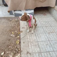 واگذا ی سگ پیت بول