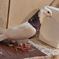 طوقی|پرنده|بیستون, |دیوار